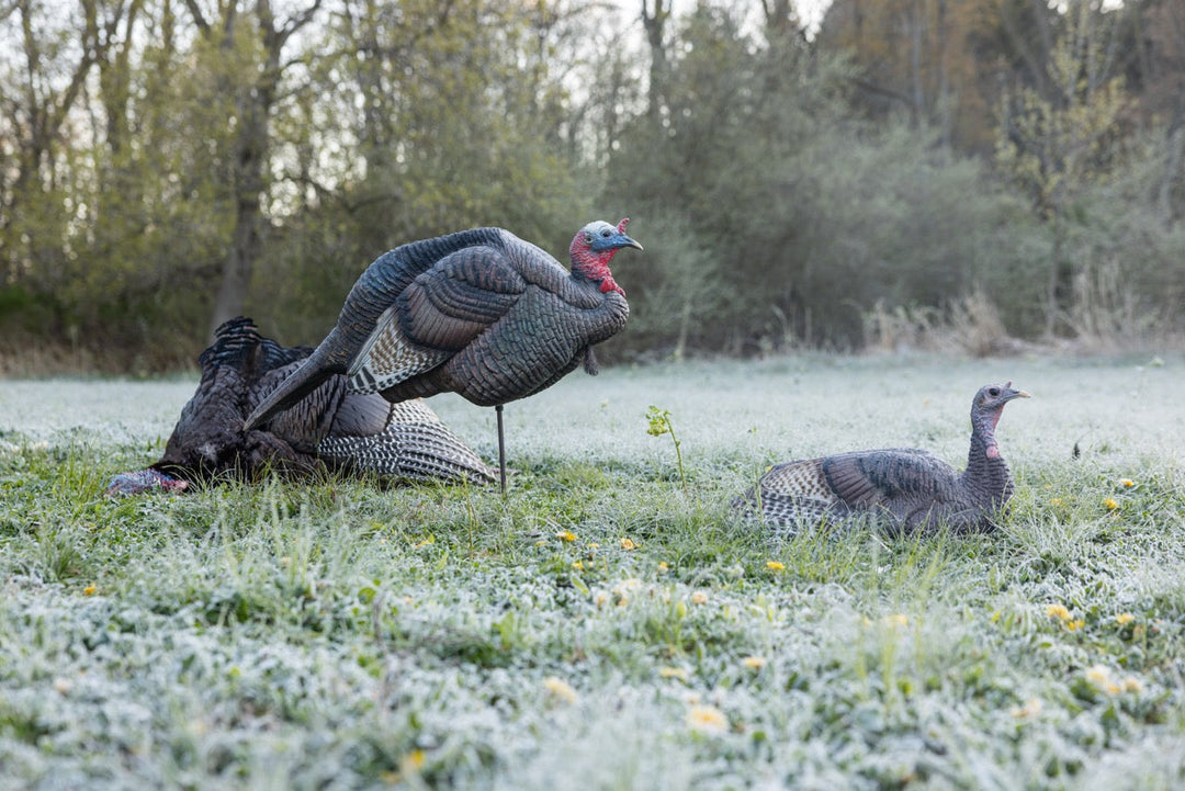 The Hen Decoy Breakdown: How to Read the Poses and Build a Deadly Spring Setup