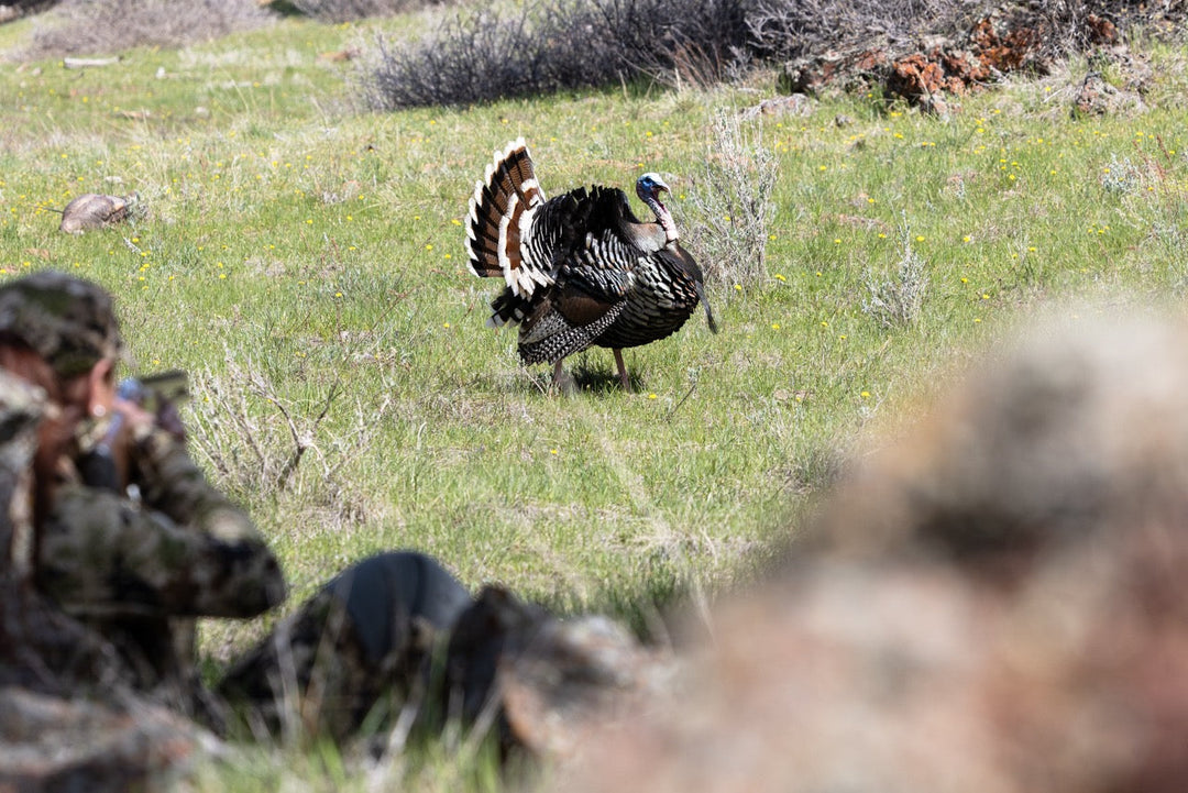 Why Spring Turkey Is Better Than Snow Goose Hunting